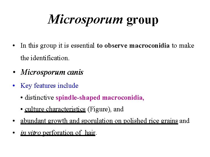 Microsporum group • In this group it is essential to observe macroconidia to make