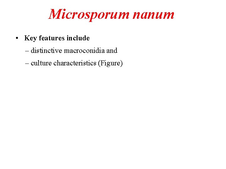 Microsporum nanum • Key features include – distinctive macroconidia and – culture characteristics (Figure)