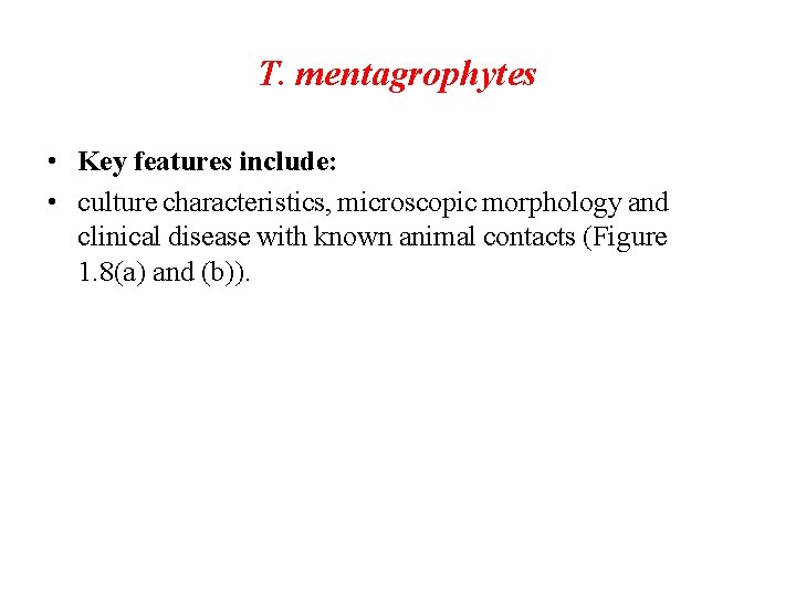 T. mentagrophytes • Key features include: • culture characteristics, microscopic morphology and clinical disease