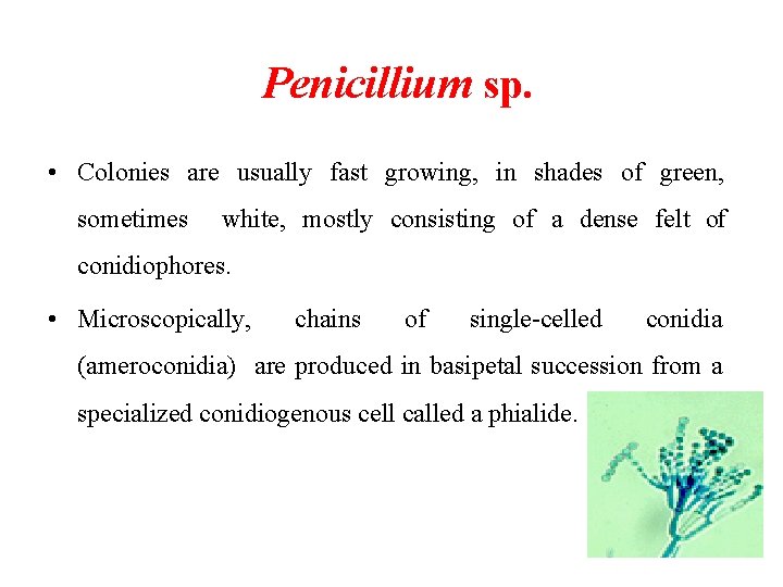 Penicillium sp. • Colonies are usually fast growing, in shades of green, sometimes white,