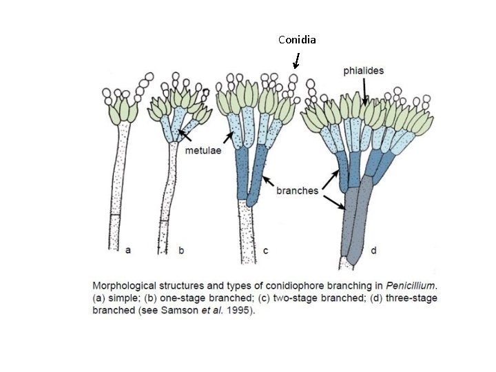 Conidia 