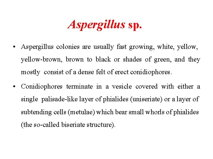 Aspergillus sp. • Aspergillus colonies are usually fast growing, white, yellow-brown, brown to black