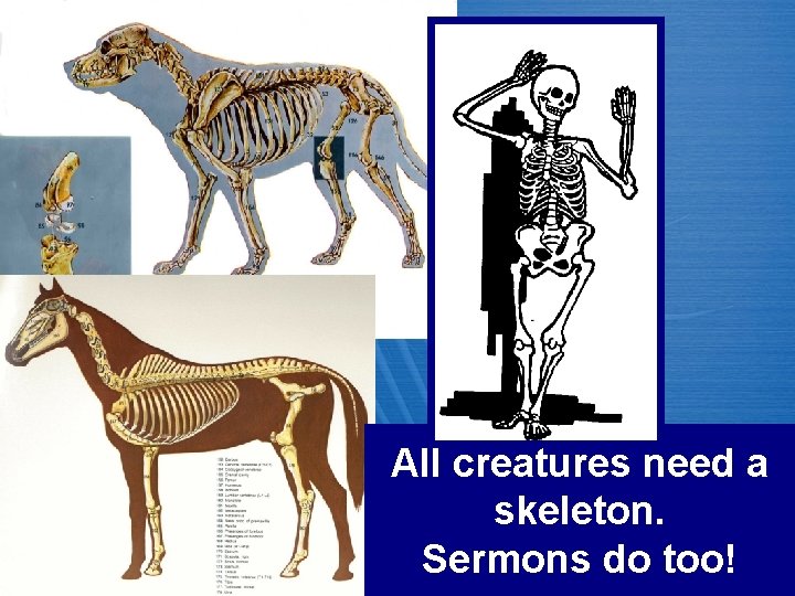 All creatures need a skeleton. Sermons do too! 