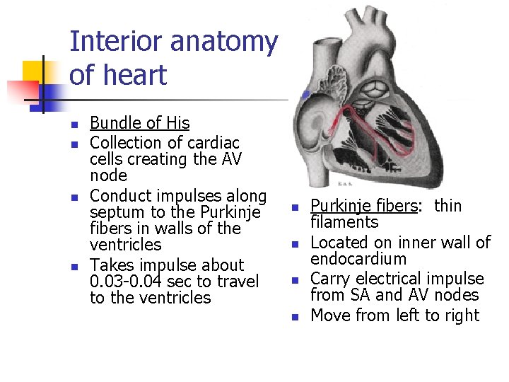 Interior anatomy of heart n n Bundle of His Collection of cardiac cells creating