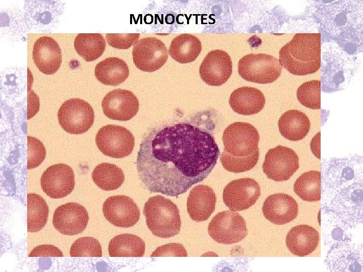 MONOCYTES 