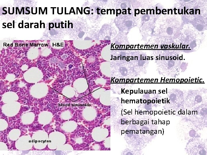 SUMSUM TULANG: tempat pembentukan sel darah putih Kompartemen vaskular. Jaringan luas sinusoid. Kompartemen Hemopoietic.