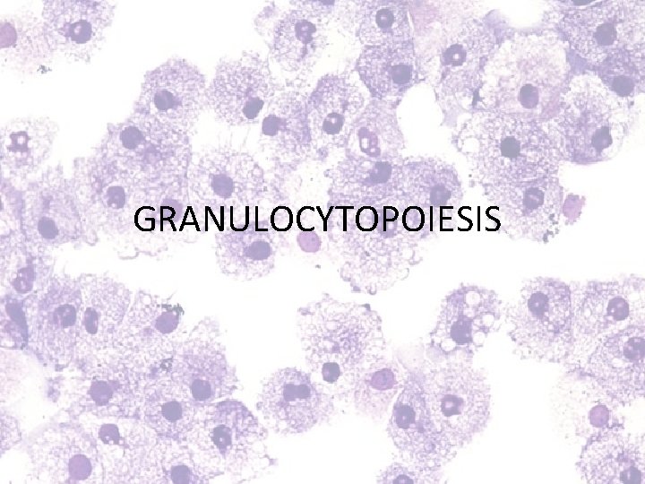GRANULOCYTOPOIESIS 