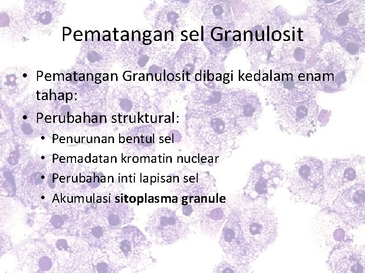 Pematangan sel Granulosit • Pematangan Granulosit dibagi kedalam enam tahap: • Perubahan struktural: •