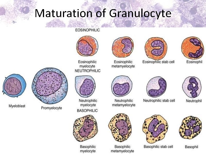 Maturation of Granulocyte 
