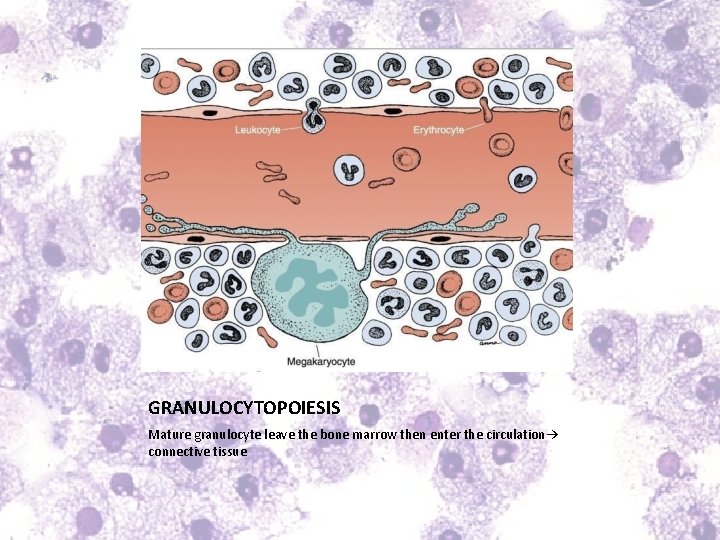 GRANULOCYTOPOIESIS Mature granulocyte leave the bone marrow then enter the circulation→ connective tissue 