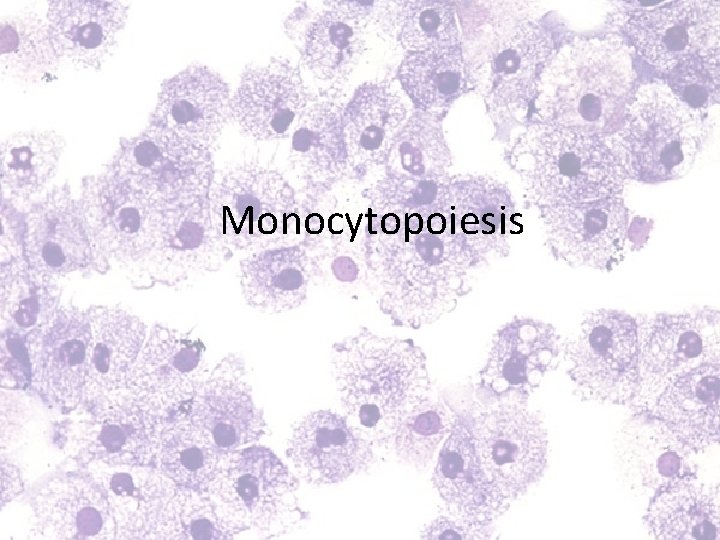 Monocytopoiesis 