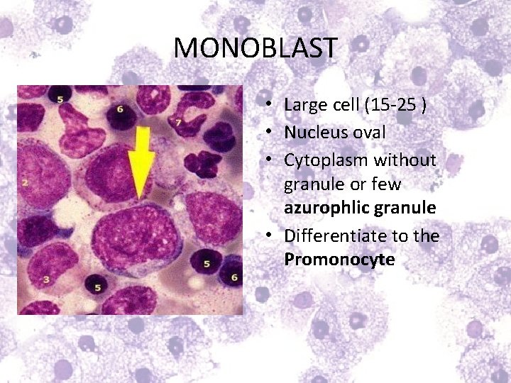 MONOBLAST • Large cell (15 -25 ) • Nucleus oval • Cytoplasm without granule
