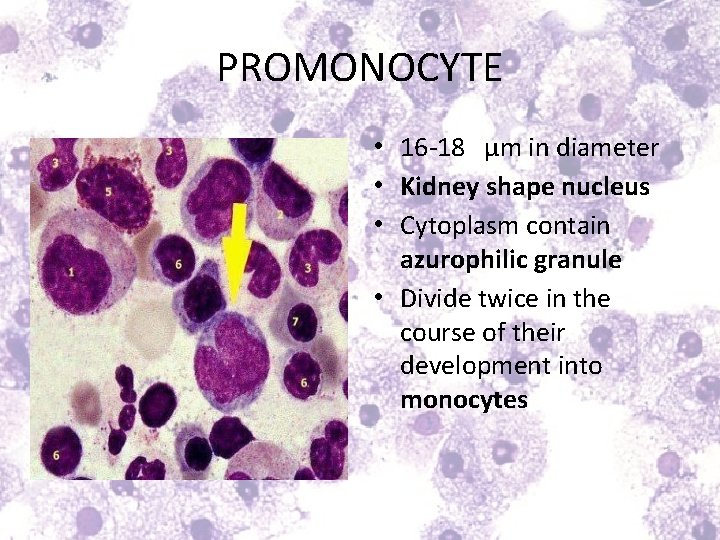 PROMONOCYTE • 16 -18 µm in diameter • Kidney shape nucleus • Cytoplasm contain