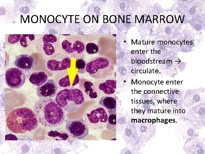 MONOCYTE ON BONE MARROW • Mature monocytes enter the bloodstream → circulate. • Monocyte