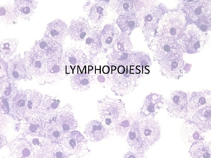 LYMPHOPOIESIS 