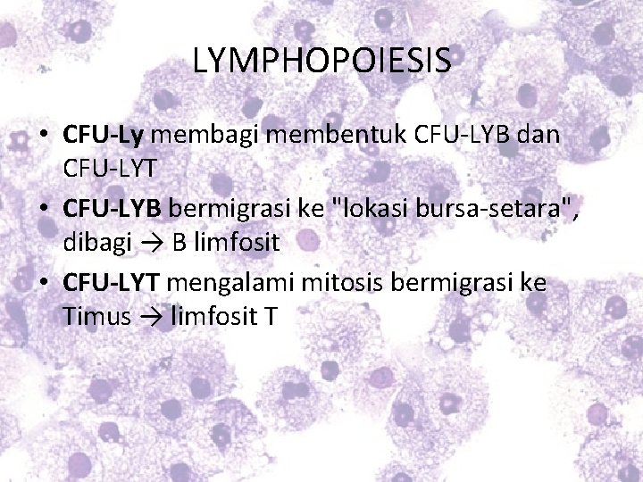 LYMPHOPOIESIS • CFU-Ly membagi membentuk CFU-LYB dan CFU-LYT • CFU-LYB bermigrasi ke "lokasi bursa-setara",