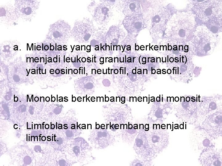 a. Mieloblas yang akhirnya berkembang menjadi leukosit granular (granulosit) yaitu eosinofil, neutrofil, dan basofil.