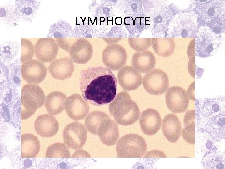 LYMPHOCYTE 