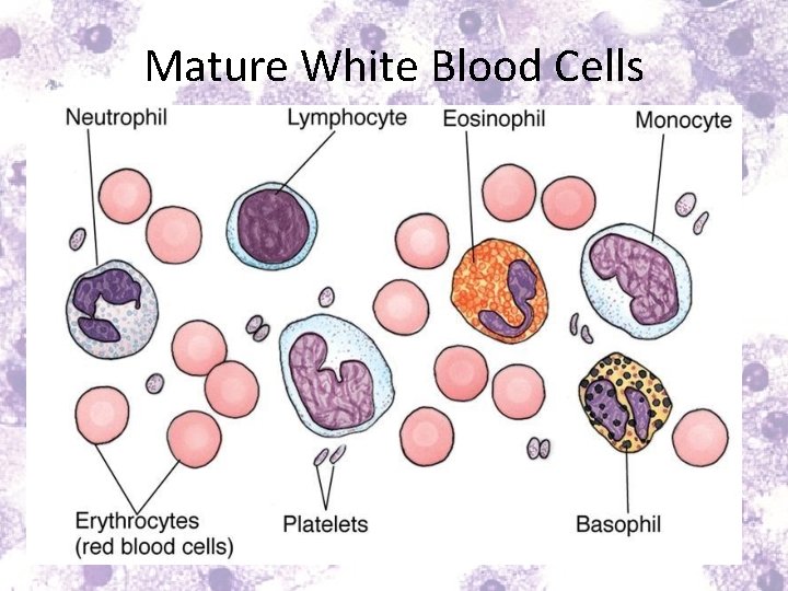 Mature White Blood Cells 