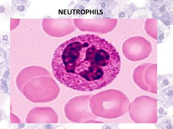 NEUTROPHILS 