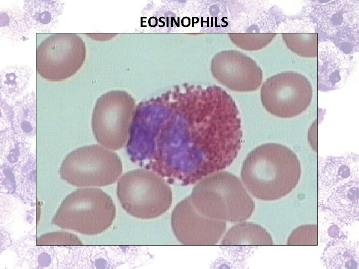 EOSINOPHILS 