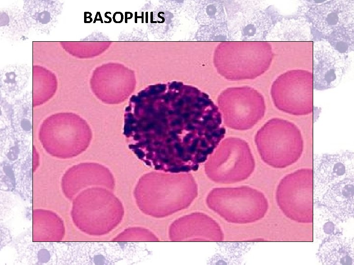 BASOPHILS 