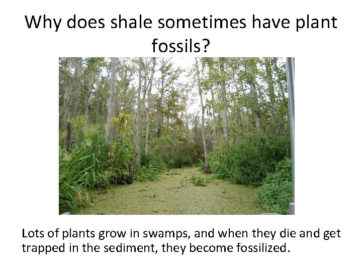 Why does shale sometimes have plant fossils? Lots of plants grow in swamps, and