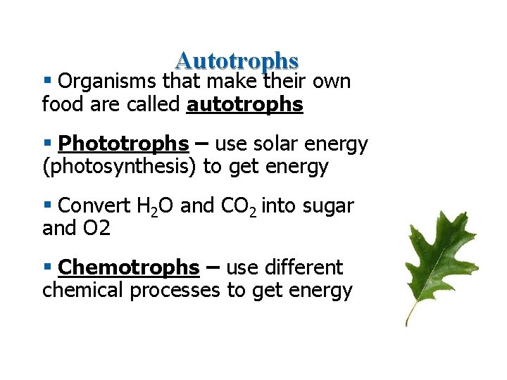 Autotrophs § Organisms that make their own food are called autotrophs § Phototrophs –