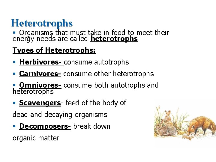 Heterotrophs § Organisms that must take in food to meet their energy needs are