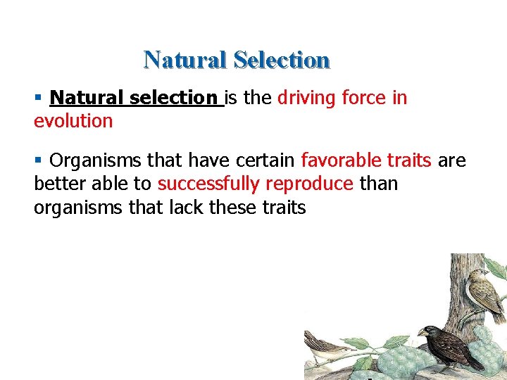 Natural Selection § Natural selection is the driving force in evolution § Organisms that