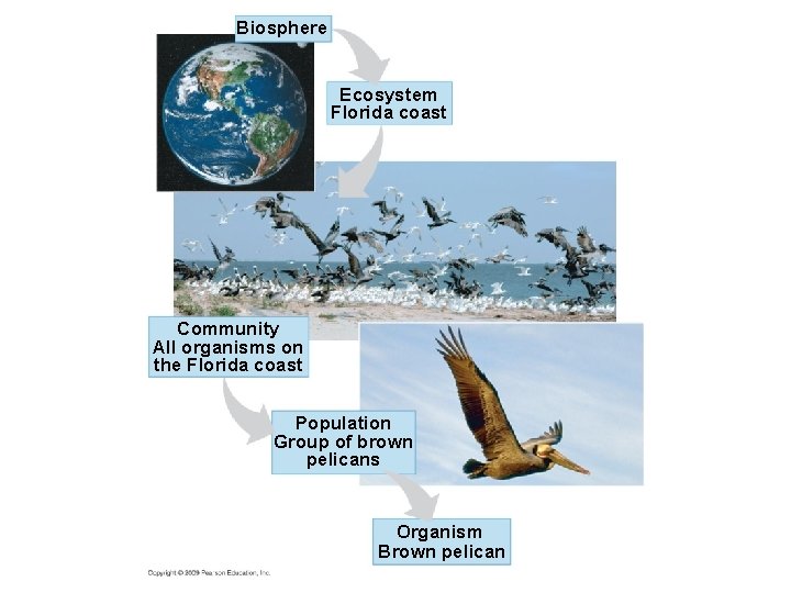 Biosphere Ecosystem Florida coast Community All organisms on the Florida coast Population Group of