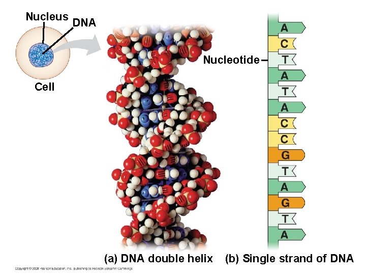 Nucleus DNA Nucleotide Cell (a) DNA double helix (b) Single strand of DNA 
