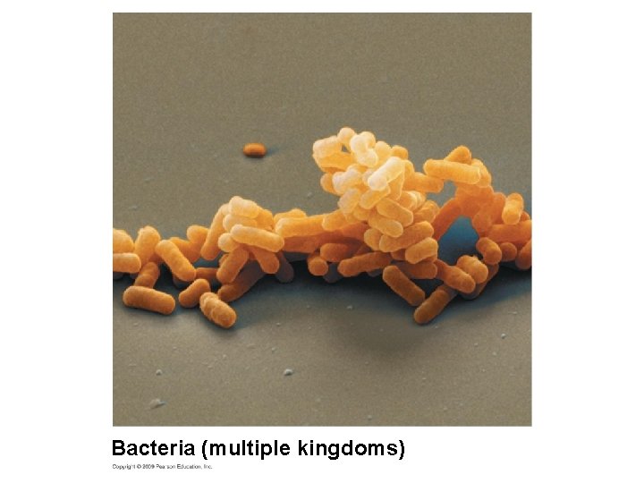 Bacteria (multiple kingdoms) 