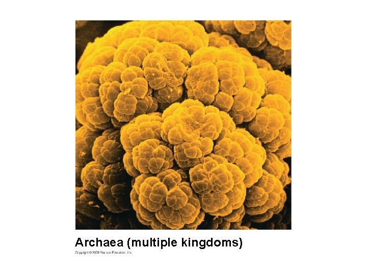 Archaea (multiple kingdoms) 