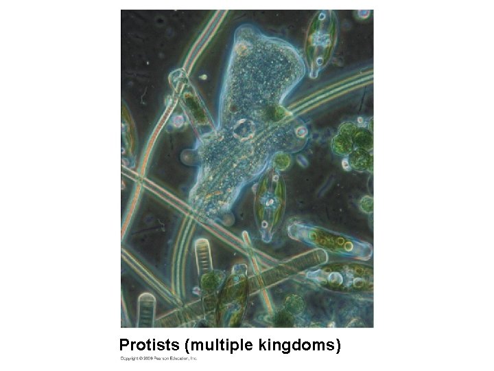 Protists (multiple kingdoms) 