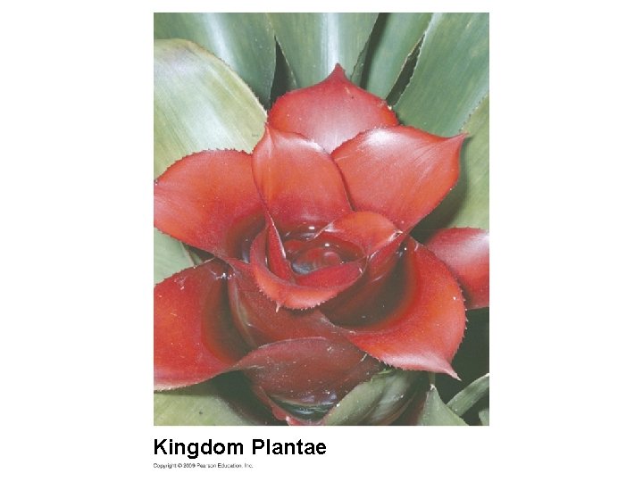 Kingdom Plantae 