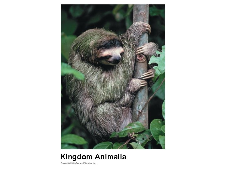 Kingdom Animalia 