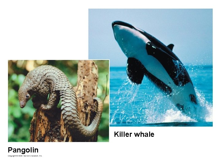 Killer whale Pangolin 