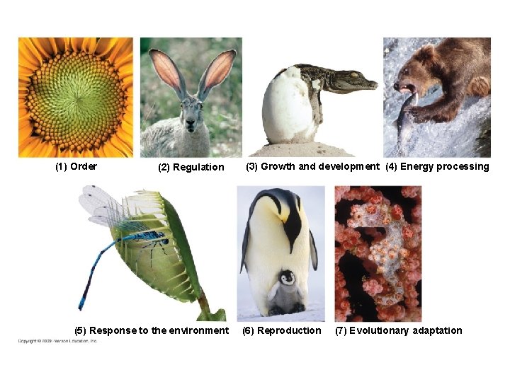 (1) Order (2) Regulation (5) Response to the environment (3) Growth and development (4)