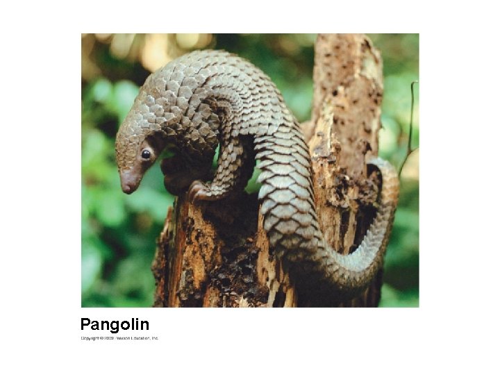 Pangolin 