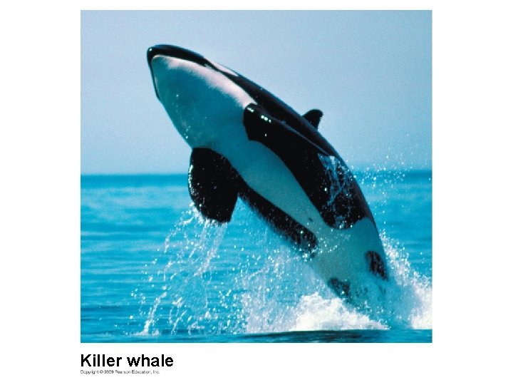 Killer whale 