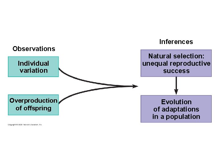 Observations Individual variation Overproduction of offspring Inferences Natural selection: unequal reproductive success Evolution of