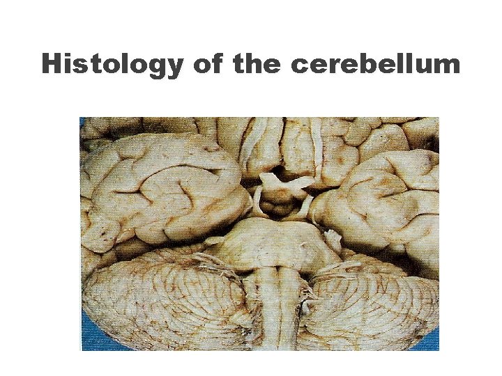 Histology of the cerebellum 