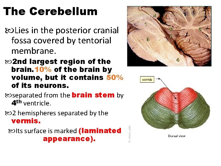 The Cerebellum Lies in the posterior cranial fossa covered by tentorial membrane. 2 nd