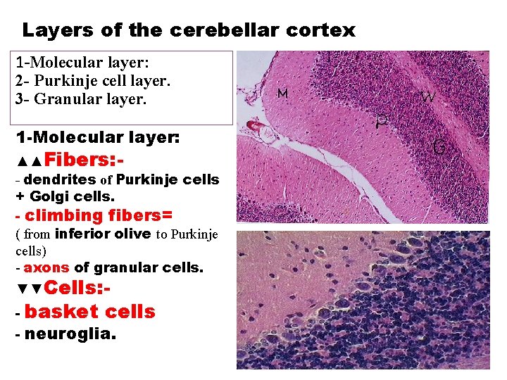 Layers of the cerebellar cortex 1 -Molecular layer: 2 - Purkinje cell layer. 3
