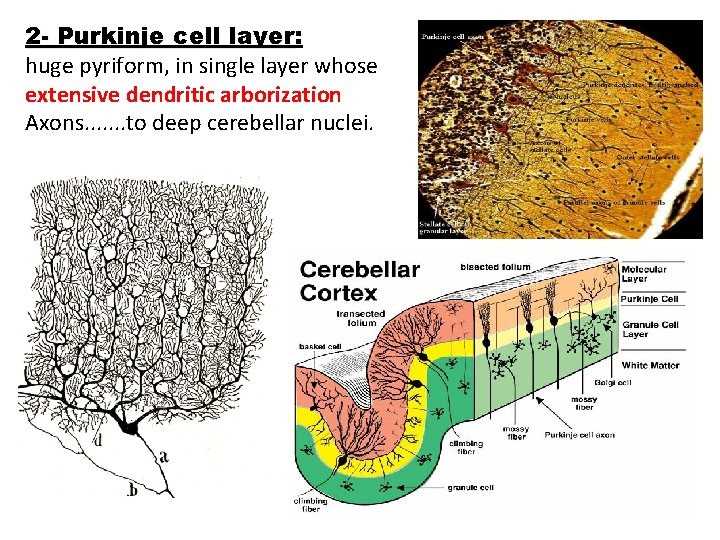 2 - Purkinje cell layer: layer huge pyriform, in single layer whose extensive dendritic