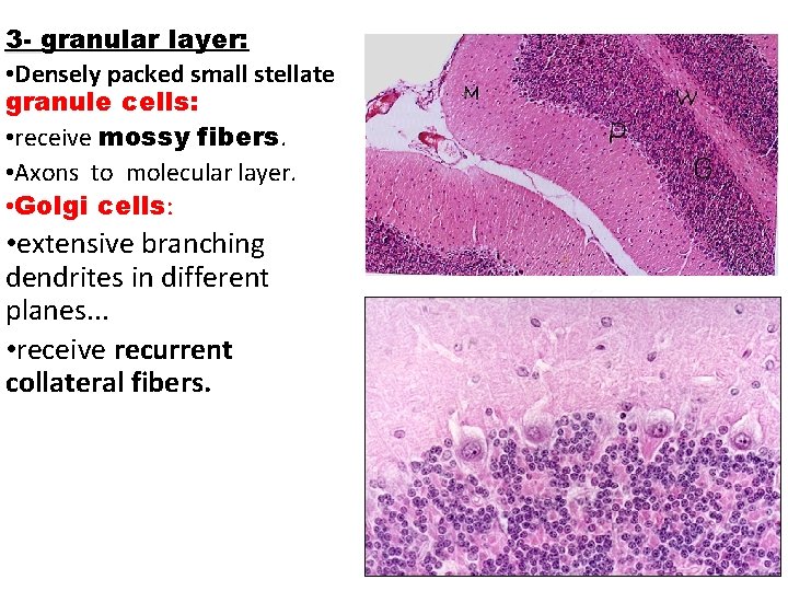 3 - granular layer: • Densely packed small stellate granule cells: • receive mossy