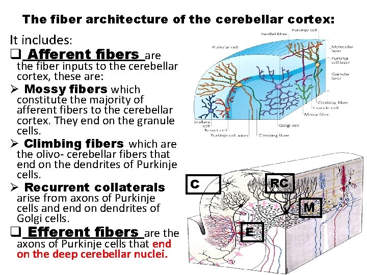 The fiber architecture of the cerebellar cortex: It includes: q Afferent fibers are the