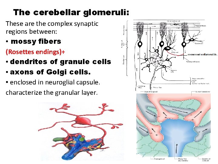 The cerebellar glomeruli: These are the complex synaptic regions between: • mossy fibers (Rosettes