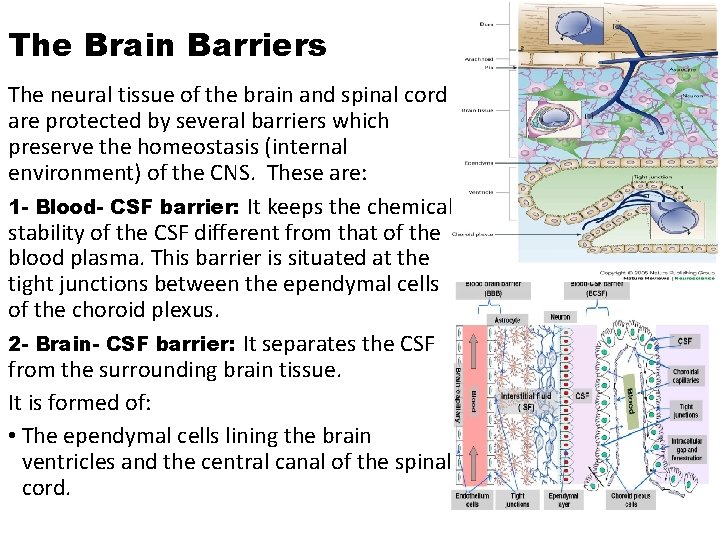 The Brain Barriers The neural tissue of the brain and spinal cord are protected